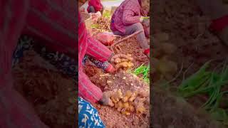 Farmers harvest large and large amounts of ginger shorts [upl. by Harhay]