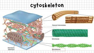 Introduction to the Cytoskeleton Structure and Function of Key Filaments Biology [upl. by Irap]