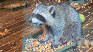 Playing With A Wild Raccoon Baby 😀 [upl. by Madel555]