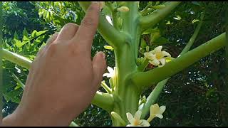 como diferenciar una mata de papaya si es hembra o macho [upl. by Alyhs]