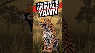 How Different Animals Yawn viralvideo youtubeshorts [upl. by Atnaloj]