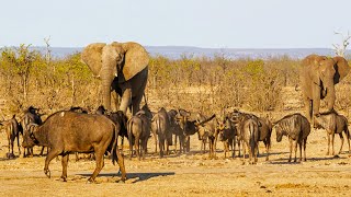 The Elephant Who Believes Shes a Buffalo  A Unique Wildlife Tale [upl. by Baumbaugh]