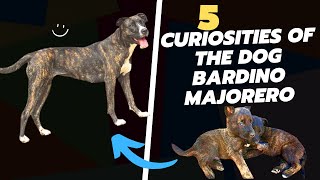 5 Curiosities About Dog Bardino Majorero [upl. by Anstice787]