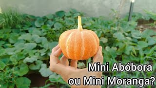 Mini Moranga Mini Abóbora Você conhece [upl. by Amar]