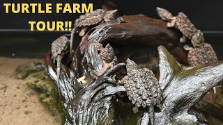 TONS OF ALLIGATOR SNAPPING TURTLE EGGS Epic Loggerhead Acres Farm Tour [upl. by Amikay529]