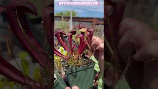 Sarracenia Ember x minor ‘Giant’ [upl. by Aisital]