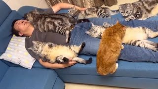 10 minutes of adorable 🥰 cats and human videos to keep you smiling 😍😅 [upl. by Graf]