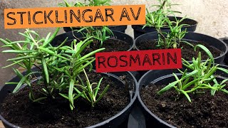 Ta sticklingar från ROSMARIN  Perfekt sätt att föröka sina plantor från år till år [upl. by Saunderson]