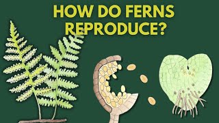 Learn How Ferns Reproduce  Fern Life Cycle [upl. by Blakeley256]