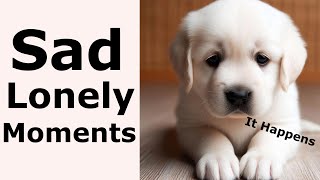 SAD DOG WHIMPERING Sound Effect HD [upl. by Ferde]