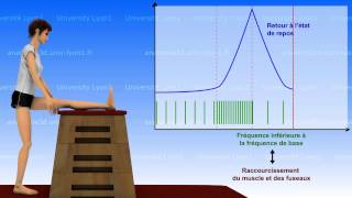 La souplesse  bases neurophysiologiques 12 [upl. by Carothers]