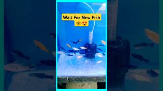 New Molly Fish For My Fish Tank🐠 aquarium petsvlog petfish mollyfish guppy shorts [upl. by Atnoek708]