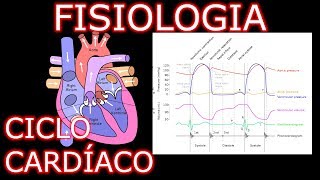 Aula Fisiologia Cardíaca  Ciclo Cardíaco  Fisiologia Cardiovascular Humana 1 [upl. by Eladroc]