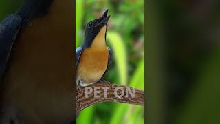 Tickells blue flycatcher Singing E13 birdsinging flycatchers tledekangunung [upl. by Ribble]