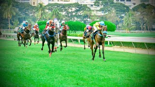 ROONG KAEW wins  12102024  Race 9  Country Bred Division 2 [upl. by Kimmel]