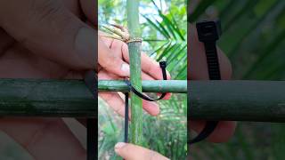 How to Secure Bamboo with Zip Ties  Easy Trick knot [upl. by Dionisio151]