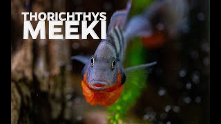 Firemouth cihlids fighting  Thorichthys meeki cichlids showing dominance [upl. by Mellisa]