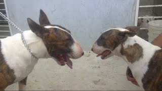 Pelea de perros Bull Terrier Ingles quotLeilaquot vs quotDragaquot 26Nov12 [upl. by Rahman]