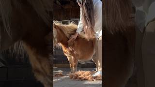 Am Ende kurz mein neues Pferd exposed 😂 fellwechsel equestrian minishetty fail fun horses [upl. by Oilcareh]