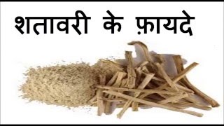 शतावरी के फ़ायदे  Health Benefits of Shatavari  Shatavari  Malefemale reprodcutive tonic [upl. by Riancho137]