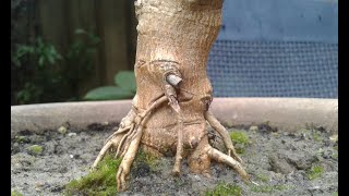 Bonsai Tree  Roots 🌳 [upl. by Monteria]