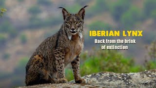 Iberian lynx Facts amp info [upl. by Bert]