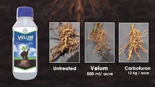 Velum Prime Stop Root Knot Nematodes  Plant Protection Guide  Bayer Crop Science India [upl. by Sad]