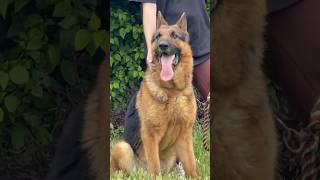 Husky vs German Shepherd Who’s the Ultimate Family Dogshorts viralpets gsd doglover husky [upl. by Welles710]