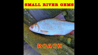 Coarse fishing UK Small river Roach hunt [upl. by Florine92]