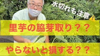 【さといも脇芽取り】寄せ土と脇芽取りはさといも栽培で超超重要ですさくチャンネルVer9【園芸】【初心者】【ガーデニング】【家庭菜園】 [upl. by Elias964]