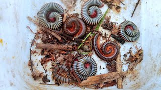 Looking insects underground meet giant Centipedes millipedes and Prionus beetle  insects life [upl. by Gustavo]