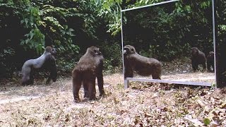 Silverback gorilla ignores his reflection  un gorille dos argenté ignore son reflet dans le miroir [upl. by Nylde108]