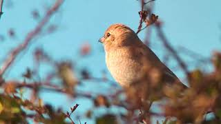 1st Winter Daurian Shrike Bempton Cliffs RSPB East Yorkshire UK 051024 [upl. by Noicpecnoc]