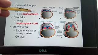 Somites  intermediate meso lateral plate mesoderm [upl. by Ashla]