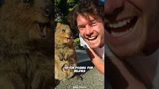 Why Quokkas Are The Happiest Animals On Earth Are They Really [upl. by Ednil]