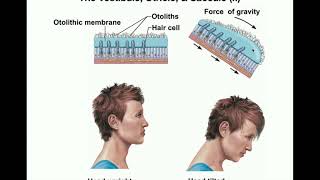 Anatomy  Physiology of the Utricle amp Saccule Otolithic Organs [upl. by Cirilo924]