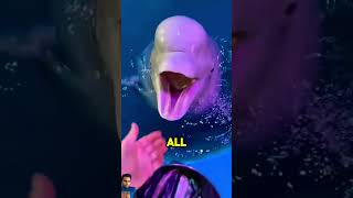 EarthExposed Why Do They Feed Beluga Whales Ice Cubesviral meltingicecaps polarpod iceberg [upl. by Enilatan]