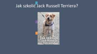 Jak szkolić Jack Russell Terriera szkolenie szczeniaka tresura w domu JRT [upl. by Trevorr975]