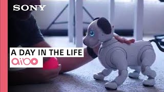 A Day in the Life with aibo  Sony amp iPhonedo [upl. by Rebmit]