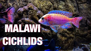 Guide to African Cichlid Care [upl. by Lotte]