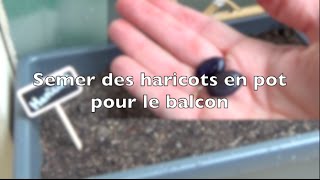 ✿ Comment semer des haricots en pot pour le balcon [upl. by Engapmahc]