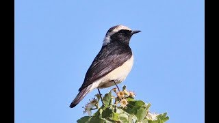 Cyprus wheatear Oenanthe cypriaca Σκαλιφούρτα  Endemic to Cyprus  Πετροκλής της Κύπρου [upl. by Lamahj]