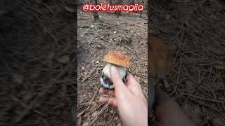 PorcinoBoletSteinpilzeCep shorts new trending nature foryou forest wood fungi mushroom [upl. by Erbas]