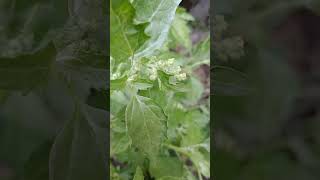 Quelite Chenopodium album plantamedicinal antiulcerosa antiinflamatoria quelites [upl. by Uriisa588]