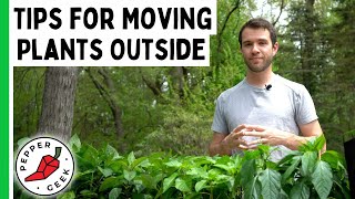 Tips For Moving Pepper Plants Outdoors  Pepper Geek [upl. by Moffat895]