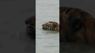 Bengal tiger water swimming in sundarbantigerswimmingnaturevideo [upl. by Sundin]