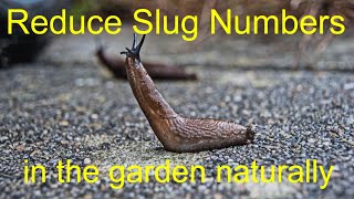 Reduce Slug Numbers in the garden Naturally [upl. by Gnil]