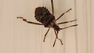 Wtyk amerykański  gatunek inwazyjny  Leptoglossus occidentalis  Western conifer seed bug [upl. by Uyerta]