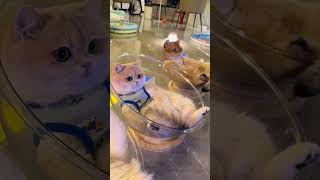 Cats in Glass Bowls Break the Internet [upl. by Aicittel]