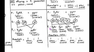 Dihybrid test cross4 possible genotypes of one parent [upl. by Esorbma566]